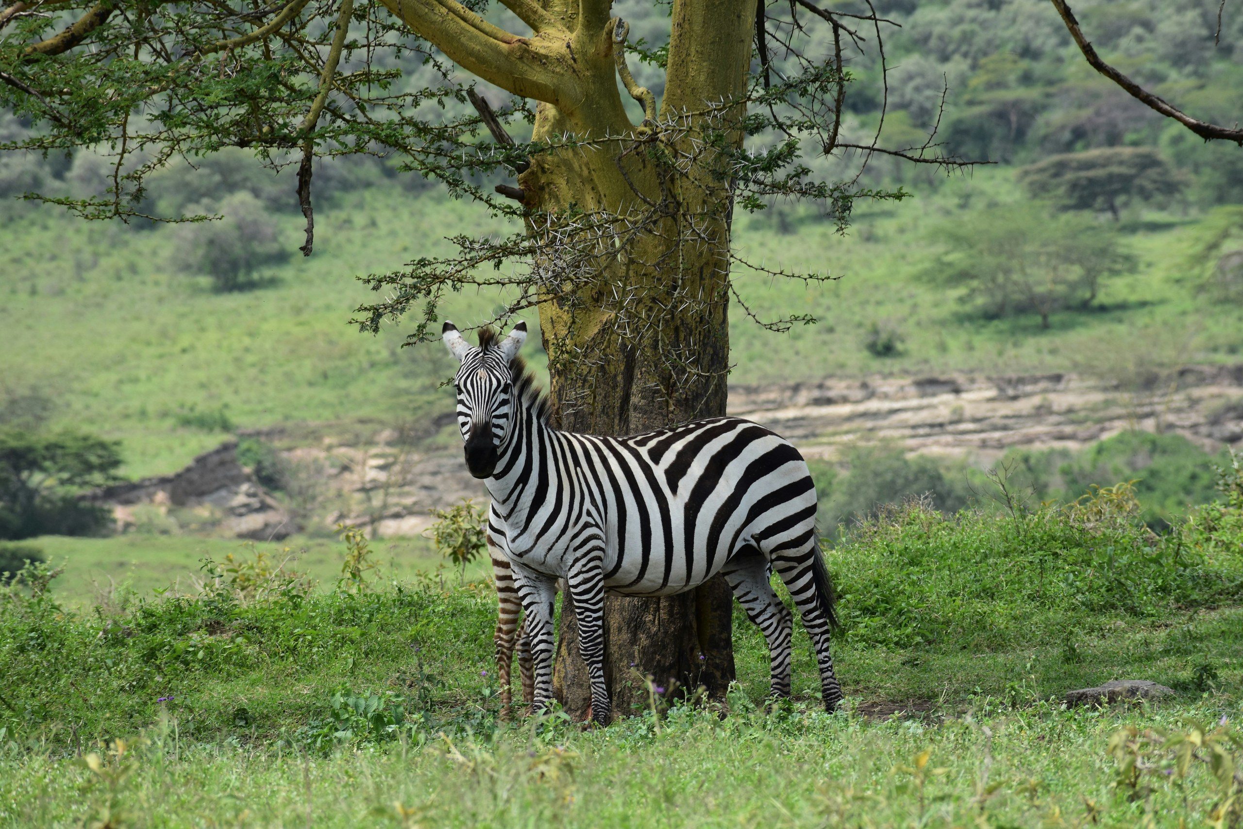 Rothschild’s giraffes